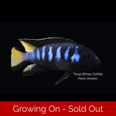 XL Male only F1 Pseudotropheus elongatus Chewere 10-14cm , VERY NICE XL Male only F1 Pseudotropheus elongatus Chewere 10-14cm , VERY NICE